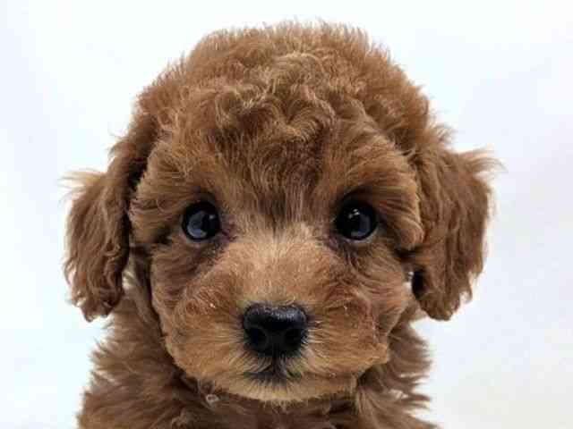 広島県のトイプードル(トイ) (ひごペットフレンドリーゆめタウン廿日市店/2025年9月28日生まれ/男の子/レッド)の子犬の1枚目の画像