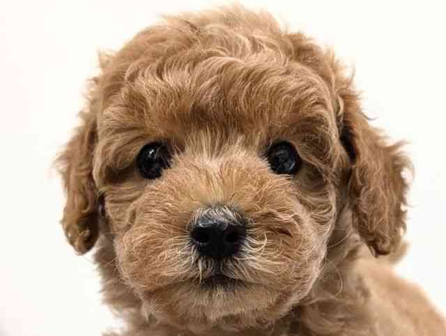 福岡県のトイプードル(トイ) (ひごペットフレンドリーリバーウォーク北九州店/2025年9月26日生まれ/男の子/レッド)の子犬の1枚目の画像