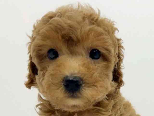 広島県のトイプードル(トイ) (ひごペットフレンドリーフジグラン神辺店/2025年9月26日生まれ/男の子/レッド)の子犬の1枚目の画像