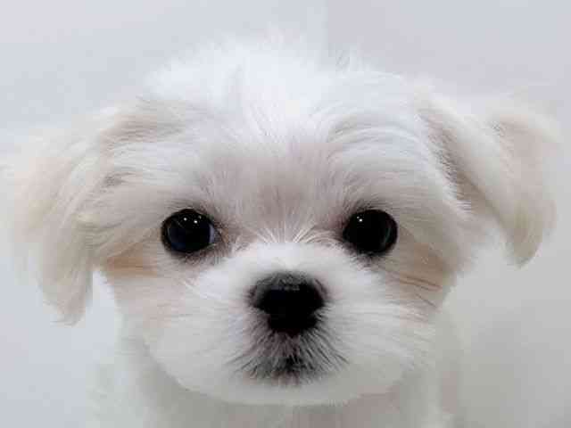 広島県のハーフ犬・ミックス犬 (ひごペットフレンドリーフジグラン神辺店/2025年9月26日生まれ/女の子/ホワイト)の子犬の1枚目の画像