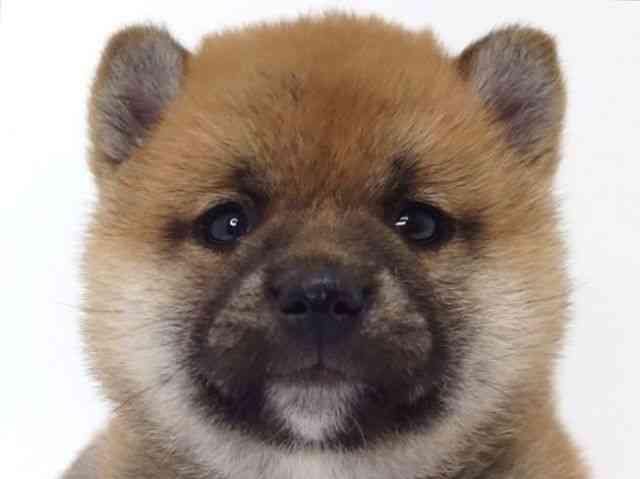 大阪府の柴犬(標準サイズ) (ひごペットフレンドリーいこらもーる泉佐野店/2025年9月27日生まれ/女の子/赤)の子犬の1枚目の画像