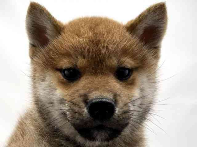 兵庫県の柴犬(標準サイズ) (ひごペットフレンドリークラウンパーク伊丹店/2025年9月27日生まれ/男の子/赤)の子犬