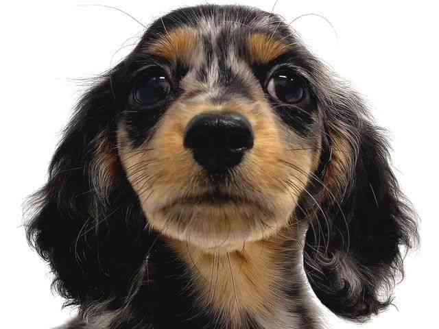 奈良県のミニチュアダックスフンド(ロング) (ひごペットフレンドリー奈良パワーシティ店/2025年9月27日生まれ/男の子/シルバーダップル)の子犬の1枚目の画像