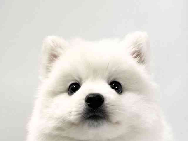 愛媛県の日本スピッツ (ひごペットフレンドリーイオンモール今治新都市店/2025年9月27日生まれ/女の子/ホワイト)の子犬