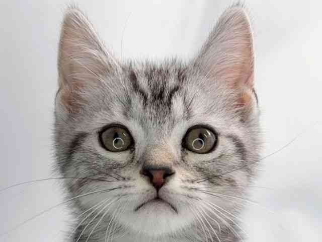 京都府のスコティッシュフォールド (ひごペットフレンドリー洛北阪急スクエア店/2025年9月7日生まれ/男の子/シルバータビー)の子猫の1枚目の画像