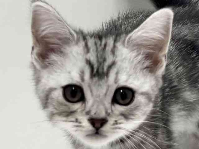 愛知県のスコティッシュフォールド (ひごペットフレンドリーららぽーと名古屋みなとアクルス店/2025年9月7日生まれ/男の子/シルバータビー)の子猫の1枚目の画像