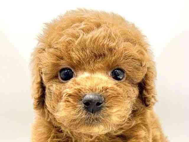 大阪府のトイプードル(トイ) (ひごペットフレンドリーイオンタウン豊中庄内店/2025年9月27日生まれ/男の子/レッド)の子犬の1枚目の画像