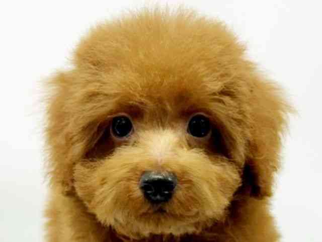 大阪府のトイプードル(トイ) (ひごペットフレンドリーイオンタウン豊中庄内店/2025年9月27日生まれ/男の子/レッド)の子犬の1枚目の画像