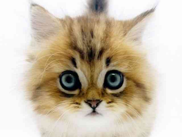 広島県のペルシャ (ひごペットフレンドリーフジグラン神辺店/2025年9月27日生まれ/男の子/チンチラゴールデン)の子猫の1枚目の画像