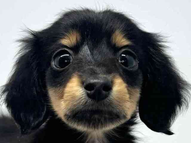 大阪府のカニンヘンダックスフンド(ロング) (ひごペットフレンドリーセブンパーク天美店/2025年9月27日生まれ/男の子/ブラックタン)の子犬の1枚目の画像