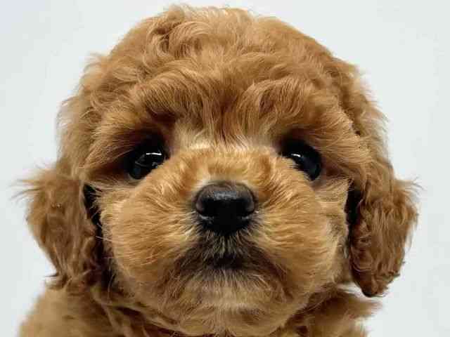 大阪府のトイプードル(トイ) (ひごペットフレンドリーセブンパーク天美店/2025年9月25日生まれ/女の子/レッド)の子犬の1枚目の画像