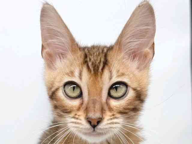 大阪府のベンガル (ひごペットフレンドリー瓜破店/2025年9月24日生まれ/男の子/ブラウンスポットタビー)の子猫の1枚目の画像