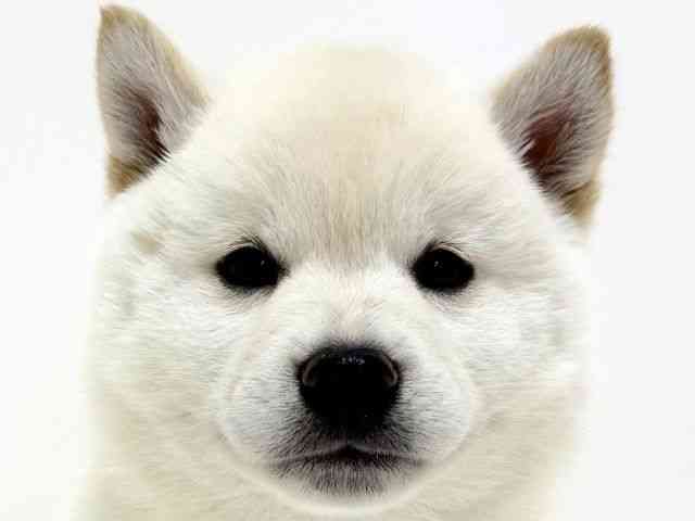 大阪府の柴犬(標準サイズ) (ひごペットフレンドリーくずはモール店/2025年9月28日生まれ/男の子/白)の子犬の1枚目の画像