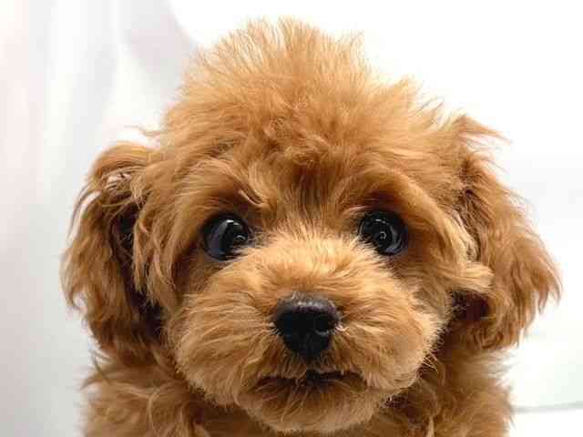 京都府のトイプードル(トイ) (ひごペットフレンドリー洛北阪急スクエア店/2025年9月25日生まれ/女の子/レッドフォーン)の子犬の1枚目の画像