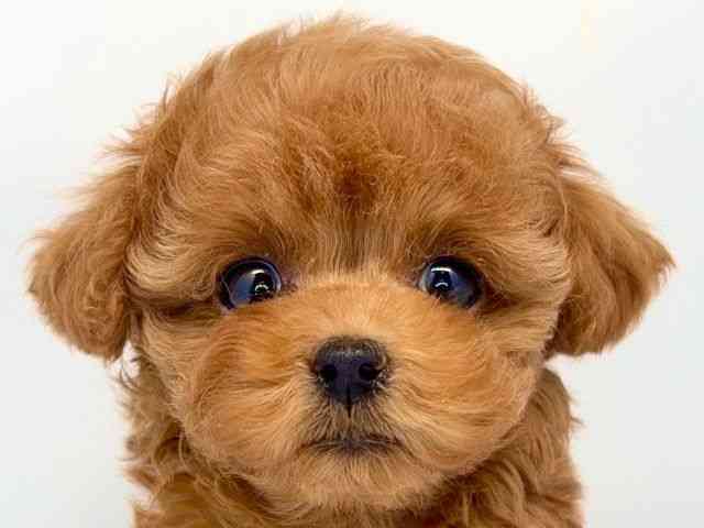 京都府のトイプードル(トイ) (ひごペットフレンドリー洛北阪急スクエア店/2025年9月25日生まれ/女の子/レッドフォーン)の子犬の1枚目の画像