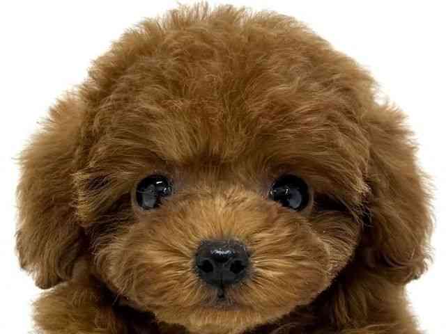 大阪府のトイプードル(トイ) (ひごペットフレンドリーくずはモール店/2025年9月28日生まれ/女の子/レッド)の子犬の1枚目の画像