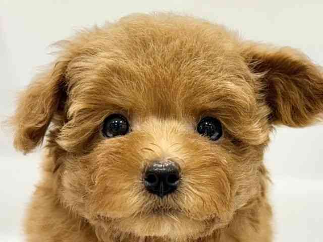 大阪府のトイプードル(トイ) (ひごペットフレンドリーイオンタウン豊中庄内店/2025年9月29日生まれ/女の子/レッド)の子犬の1枚目の画像