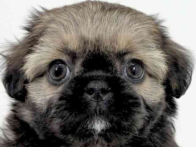 京都府のチワズー/チワシーズ(チワワ×シーズー) (ひごペットフレンドリーイズミヤショッピングセンター八幡店/2025年9月29日生まれ/女の子/ゴールド)の子犬の1枚目の画像