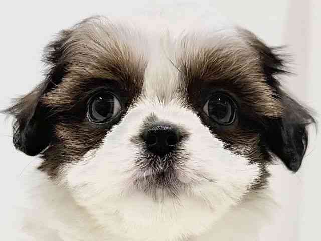 奈良県のチワズー/チワシーズ(チワワ×シーズー) (ひごペットフレンドリーイオンモール橿原ウエスト・ビレッジ店/2025年9月29日生まれ/女の子/ゴールドホワイト)の子犬の1枚目の画像