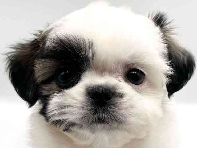 京都府のチワズー/チワシーズ(チワワ×シーズー) (ひごペットフレンドリーイオンモール高の原店/2025年9月29日生まれ/女の子/ゴールドホワイト)の子犬の1枚目の画像