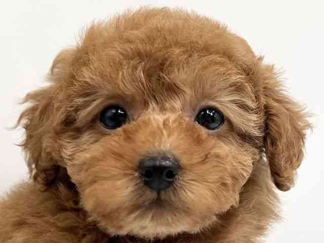 京都府のトイプードル(トイ) (ひごペットフレンドリーイオンモール高の原店/2025年9月28日生まれ/女の子/レッド)の子犬の1枚目の画像