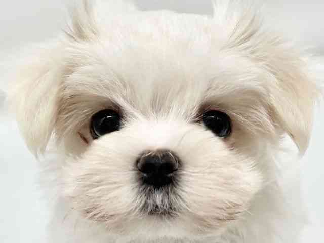 大阪府のマルチーズ (ひごペットフレンドリーイオンタウン豊中庄内店/2025年9月29日生まれ/女の子/ホワイト)の子犬の1枚目の画像