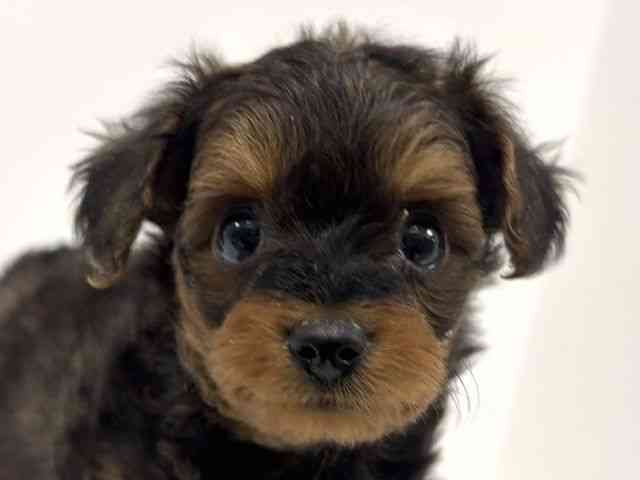 愛知県のポメキー(ポメラニアン×ヨークシャーテリア) (ひごペットフレンドリーイトーヨーカドー知多店/2025年9月29日生まれ/男の子/ブリンドル)の子犬の1枚目の画像