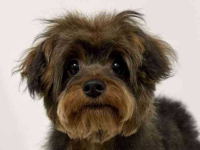 愛知県のポメキー(ポメラニアン×ヨークシャーテリア) (ひごペットフレンドリーイトーヨーカドー知多店/2025年9月29日生まれ/男の子/ブリンドル)の子犬の1枚目の画像