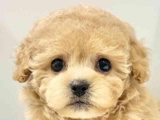 大阪府のハーフ犬・ミックス犬 (ひごペットフレンドリーイオンタウン豊中庄内店/2025年9月28日生まれ/男の子/アプリコット)の子犬の1枚目の画像