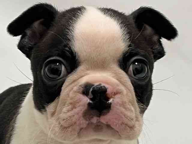 和歌山県のボストンテリア (ひごペットフレンドリーパームシティ和歌山店/2025年9月28日生まれ/男の子/ボストンカラー)の子犬の1枚目の画像