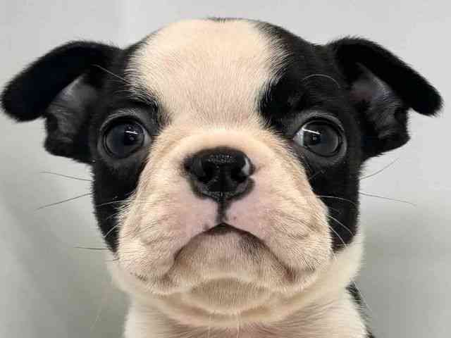 大阪府のボストンテリア (ひごペットフレンドリーセブンパーク天美店/2025年9月28日生まれ/女の子/ボストンカラー)の子犬の1枚目の画像