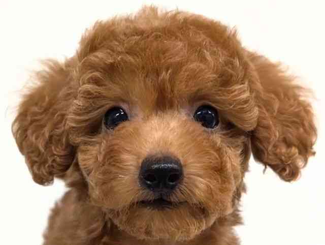 福岡県のトイプードル(トイ) (ひごペットフレンドリーリバーウォーク北九州店/2025年9月26日生まれ/女の子/レッド)の子犬の1枚目の画像