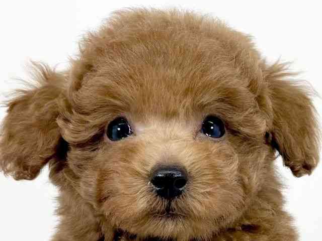 京都府のトイプードル(トイ) (ひごペットフレンドリーイズミヤショッピングセンター八幡店/2025年9月28日生まれ/男の子/レッド)の子犬の1枚目の画像