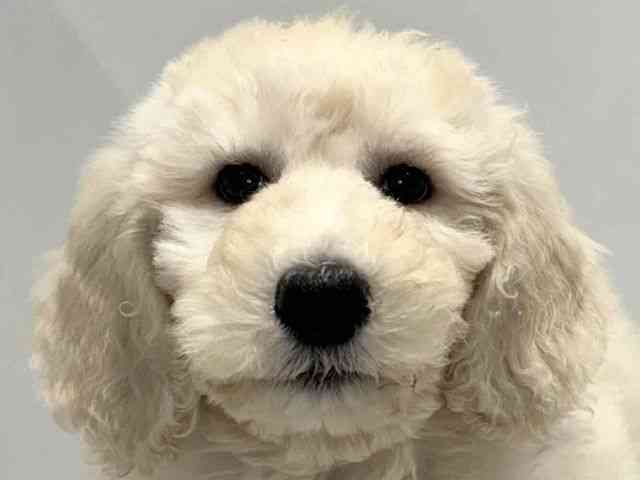 大阪府のスタンダードプードル (ひごペットフレンドリーセブンパーク天美店/2025年9月23日生まれ/女の子/クリーム)の子犬の1枚目の画像