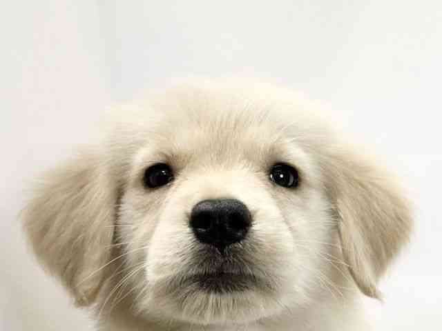 愛媛県のゴールデンレトリバー (ひごペットフレンドリーイオンモール今治新都市店/2025年9月30日生まれ/女の子/ゴールデン)の子犬