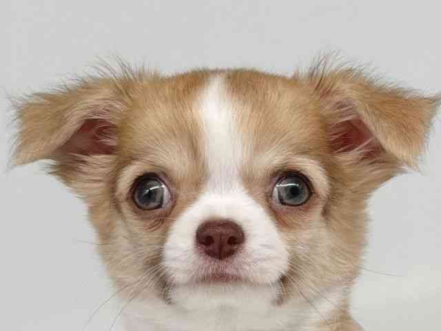 大阪府のチワワ(ロング) (ひごペットフレンドリー瓜破店/2025年9月30日生まれ/女の子/チョコレートフォーンホワイト)の子犬の1枚目の画像