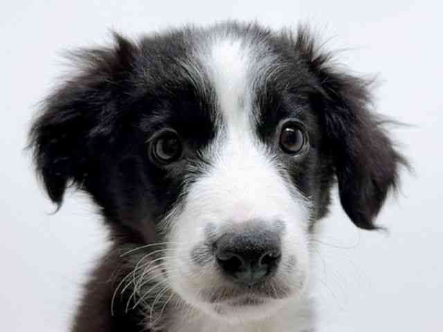 香川県のボーダーコリー (ひごペットフレンドリーゆめタウン高松店/2025年9月30日生まれ/女の子/ブラックホワイト)の子犬の1枚目の画像