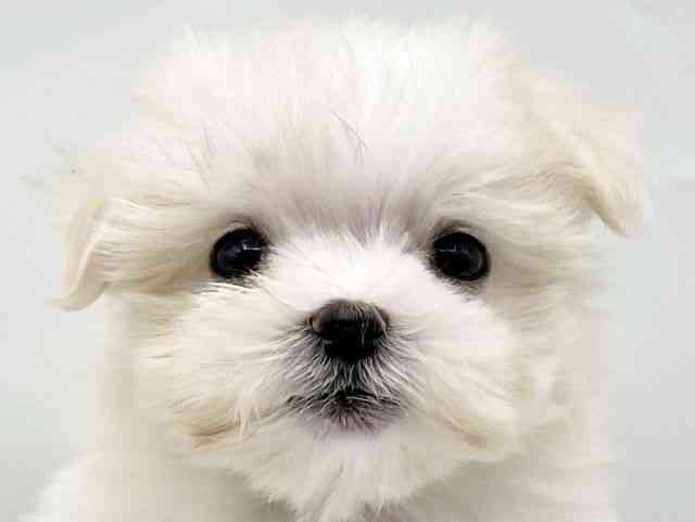 奈良県のマルチーズ (ひごペットフレンドリートナリエ大和高田店/2025年9月16日生まれ/女の子/ホワイト)の子犬の1枚目の画像