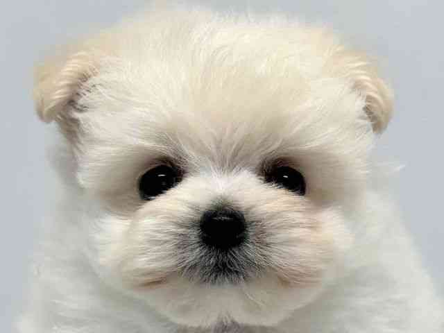 大阪府のポメプー(ポメラニアン×プードル) (ひごペットフレンドリーセブンパーク天美店/2025年9月30日生まれ/女の子/ホワイト)の子犬