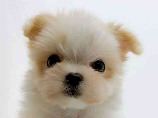 広島県のチワマル/マルチワ(チワワ×マルチーズ) (ひごペットフレンドリーフジグラン神辺店/2025年9月22日生まれ/女の子/ホワイトクリーム)の子犬の1枚目の画像