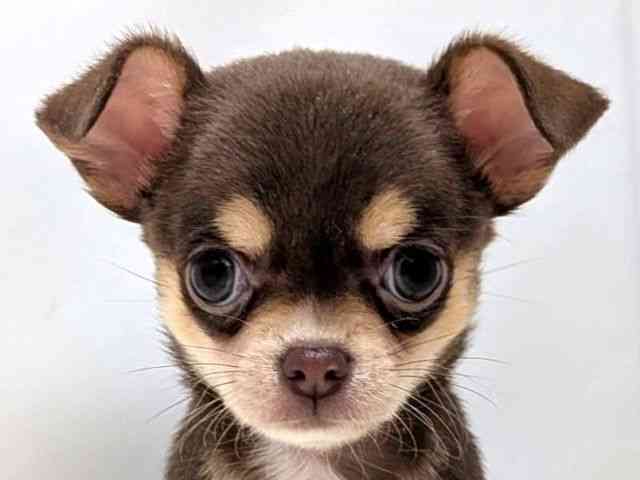 広島県のチワワ(スムース) (ひごペットフレンドリーゆめタウン廿日市店/2025年9月30日生まれ/女の子/チョコレートタン)の子犬の1枚目の画像