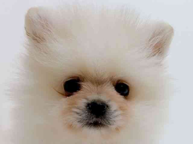 広島県のポメラニアン (ひごペットフレンドリーフジグラン神辺店/2025年9月27日生まれ/男の子/ホワイト)の子犬の1枚目の画像
