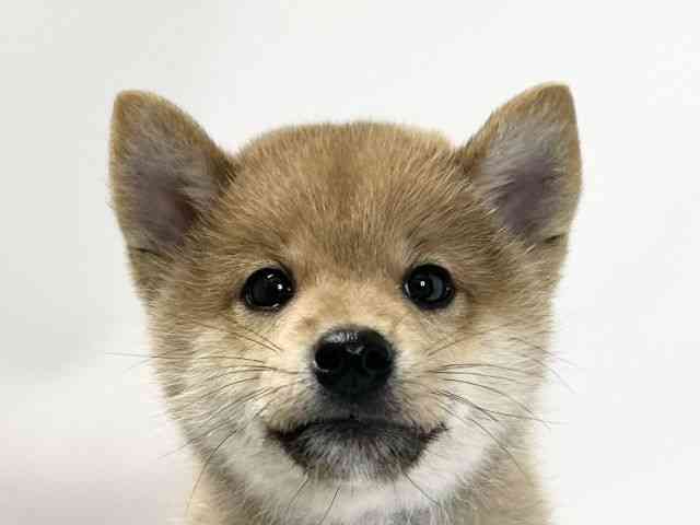 愛媛県の柴犬(標準サイズ) (ひごペットフレンドリーイオンモール今治新都市店/2025年9月28日生まれ/男の子/赤)の子犬の1枚目の画像