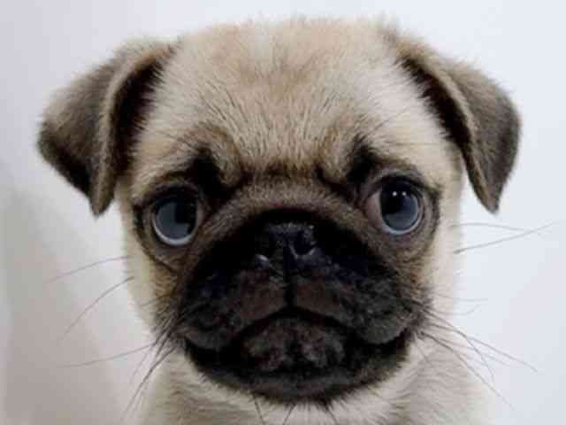 広島県のパグ (ひごペットフレンドリーフジグラン神辺店/2025年9月24日生まれ/男の子/フォーン)の子犬の1枚目の画像