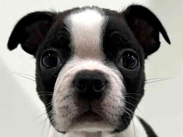 奈良県のボストンテリア (ひごペットフレンドリーイオンモール橿原ウエスト・ビレッジ店/2025年9月25日生まれ/男の子/ボストンカラー)の子犬の1枚目の画像