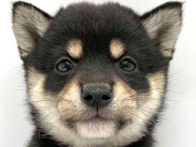 大阪府の柴犬(標準サイズ) (ひごペットフレンドリーイオンタウン茨木太田店/2025年9月28日生まれ/女の子/黒)の子犬