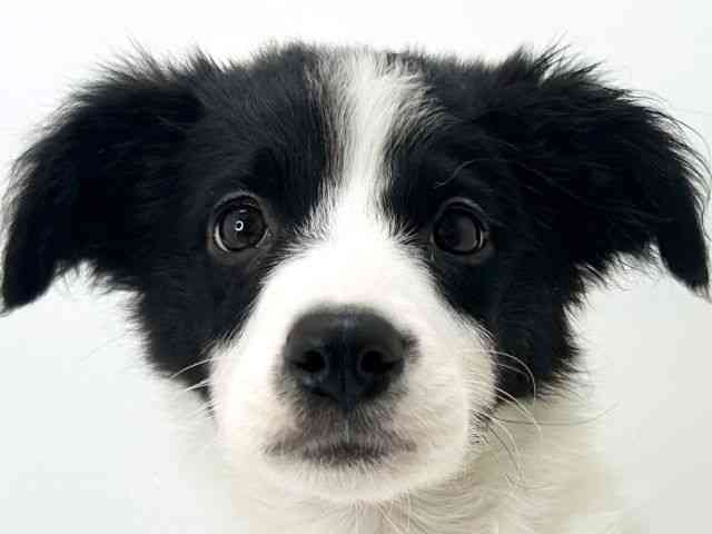 大阪府のボーダーコリー (ひごペットフレンドリーいこらもーる泉佐野店/2025年9月30日生まれ/女の子/ブラックホワイト)の子犬