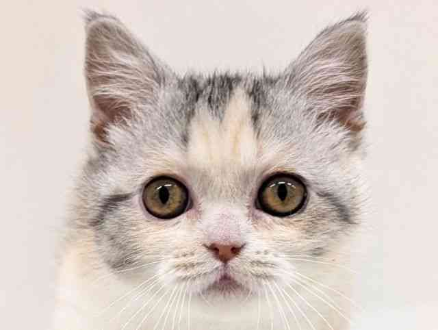 福岡県のミヌエット (ひごペットフレンドリーリバーウォーク北九州店/2025年9月15日生まれ/女の子/シルバーパッチドタビーホワイト)の子猫の1枚目の画像