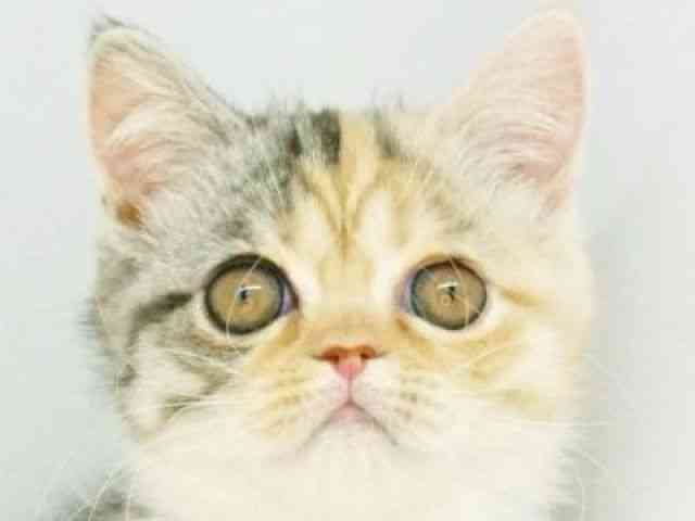 福岡県のミヌエット (ひごペットフレンドリーゆめタウン筑紫野店/2025年9月15日生まれ/女の子/シルバーパッチドタビーホワイト)の子猫の1枚目の画像