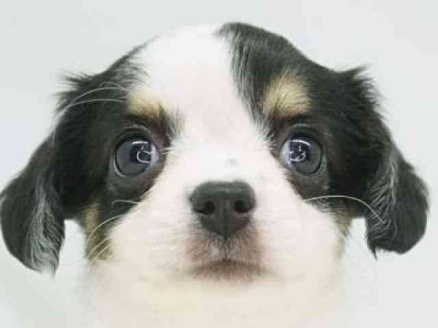 福岡県のチワックス(チワワ×ダックス) (ひごペットフレンドリーゆめタウン筑紫野店/2025年9月28日生まれ/女の子/ブラックタンホワイト)の子犬の1枚目の画像